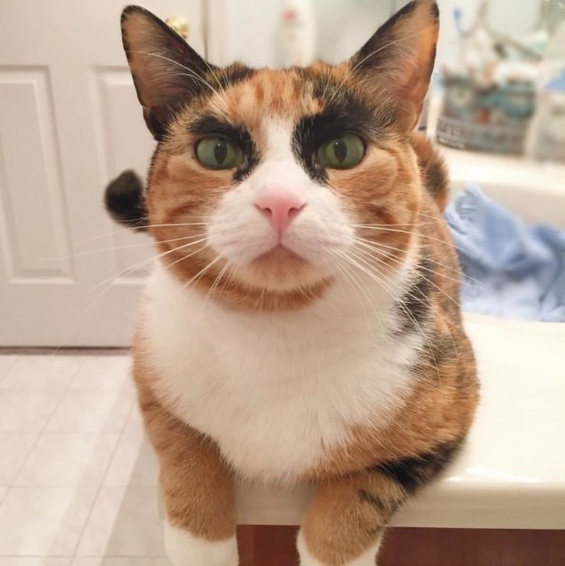 Сумасшедший кот