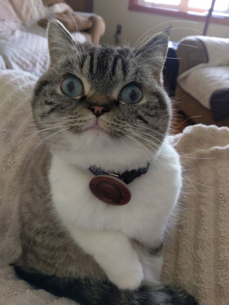 Дурацкий кот