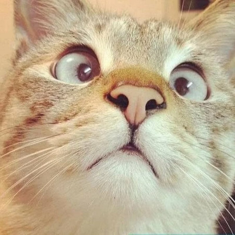 Смешной кот
