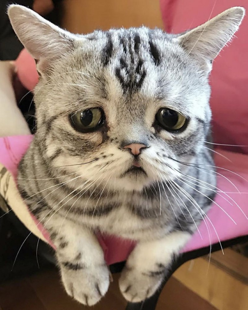 Грустная кошка