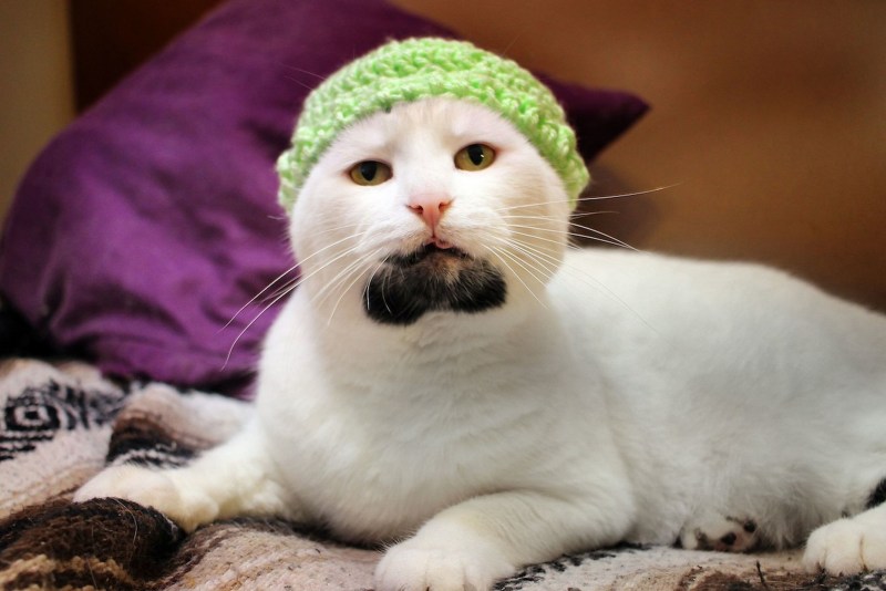 Необычные мордочки котов