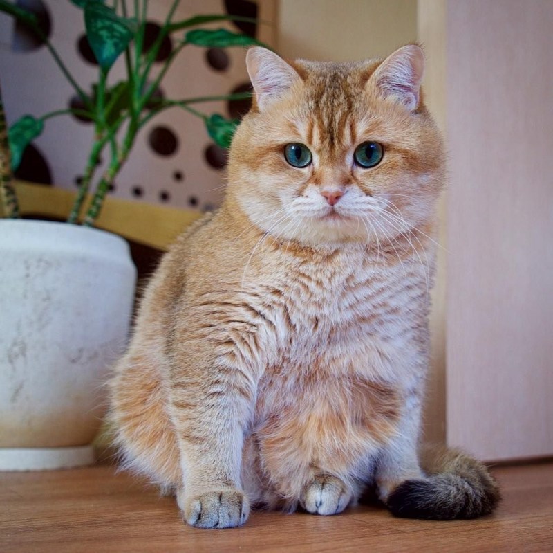 Шотландская Хосико