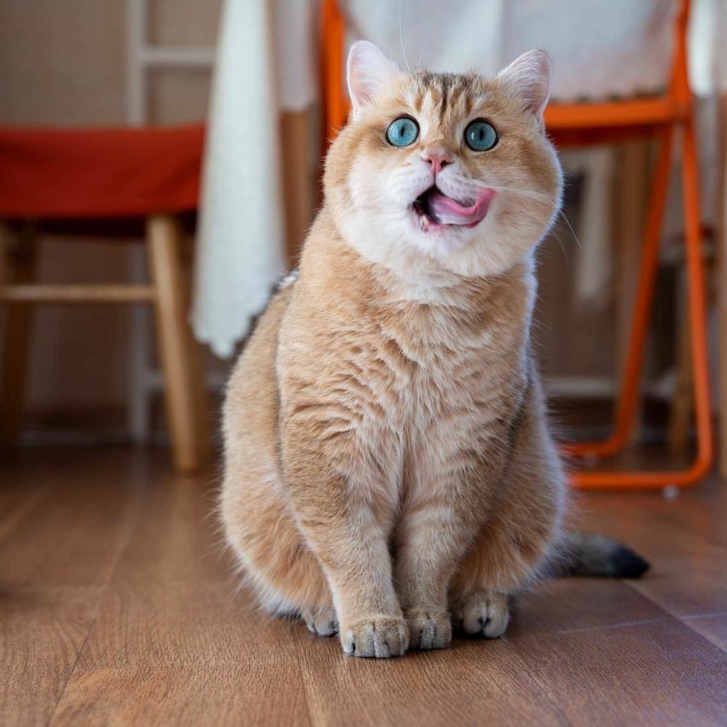 Скоттиш страйт Хосико