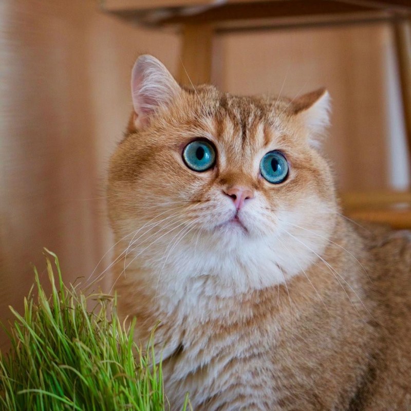 Шотландская Хосико
