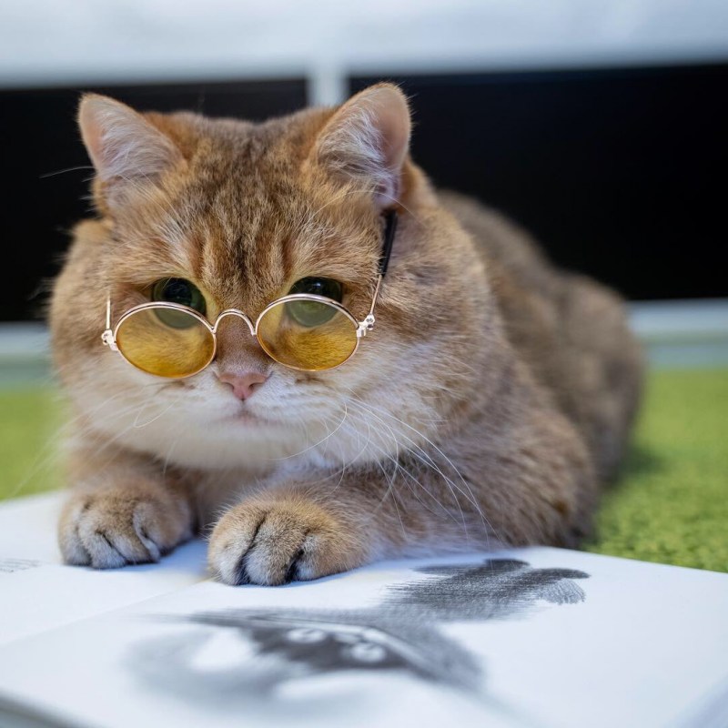 Hocico кот