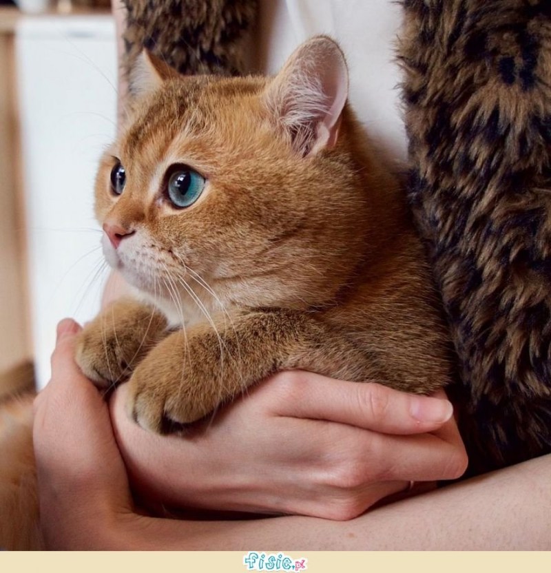 Хосико Кэт