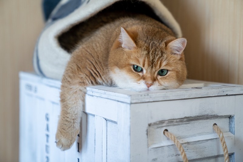 Скоттиш страйт Хосико