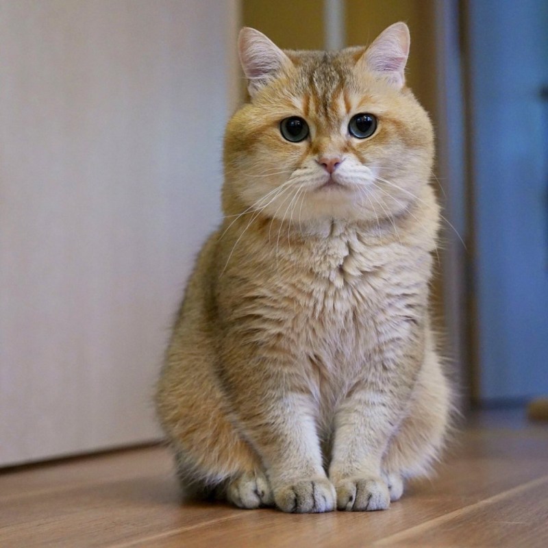 Hocico кот порода