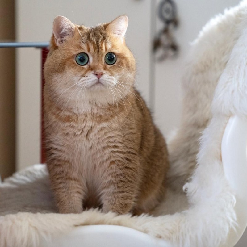 Скоттиш страйт Хосико