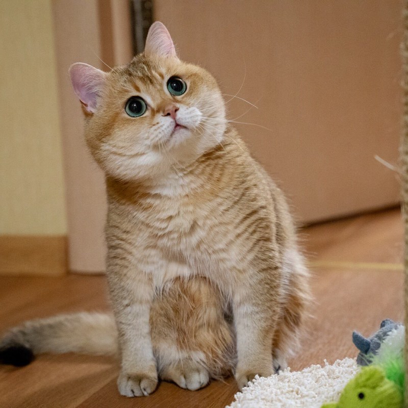 Скоттиш страйт Хосико
