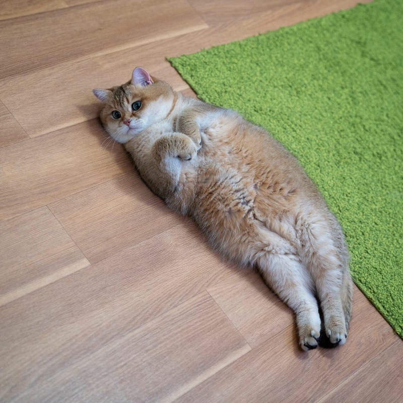 Жирный кот потискать