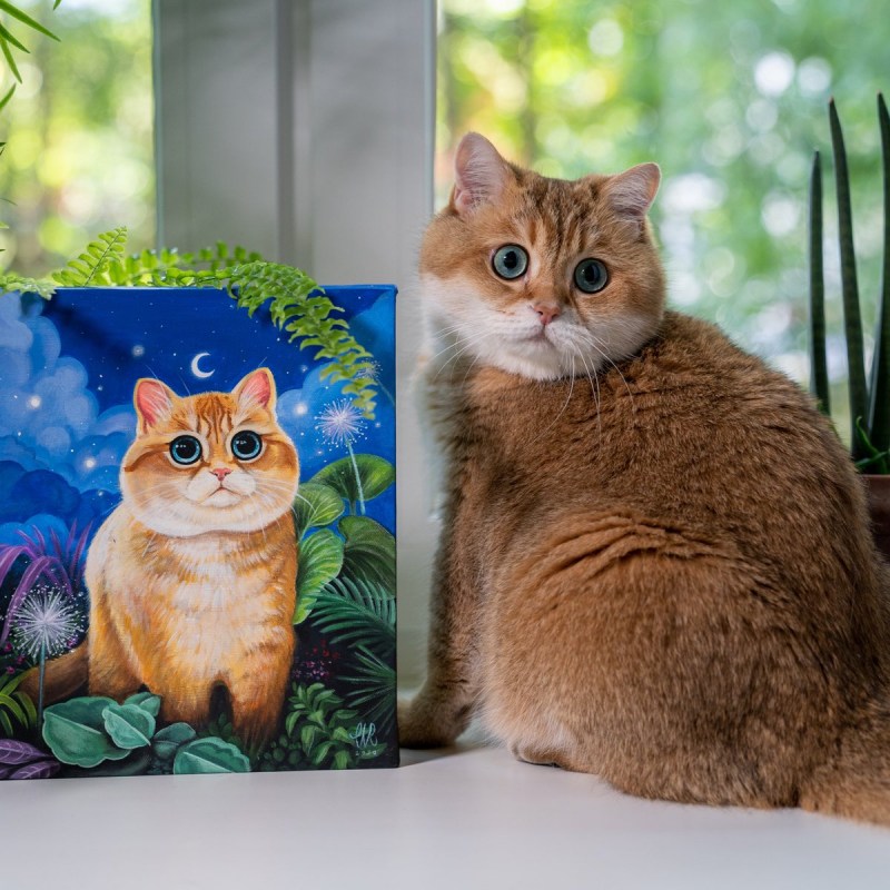 Кот Хосико из Москвы