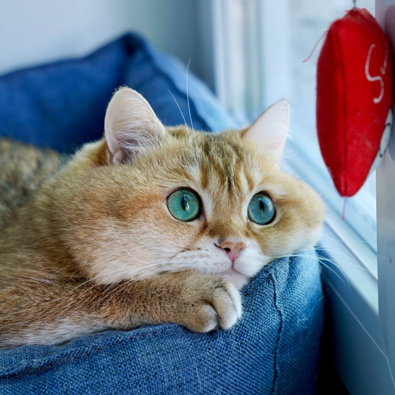 Толстощекий кот