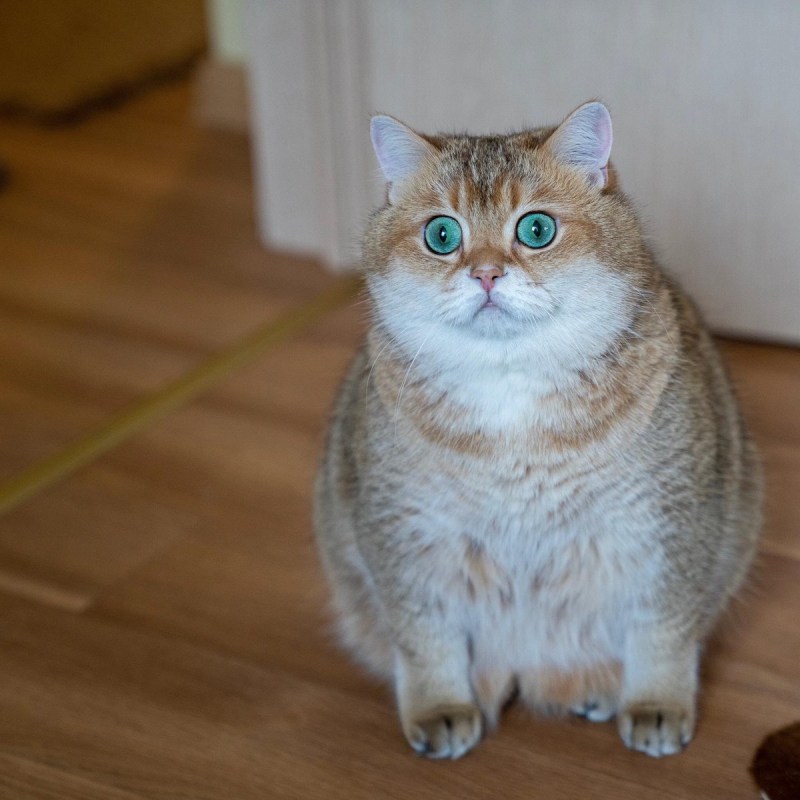 Хасико кот в инстаграме
