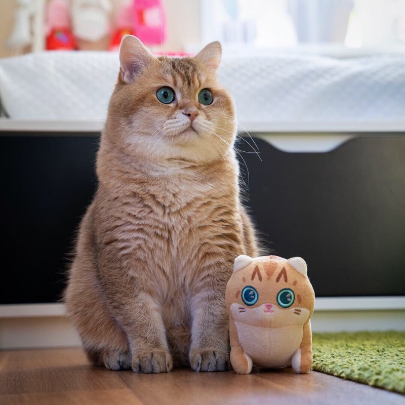 Скоттиш страйт Хосико
