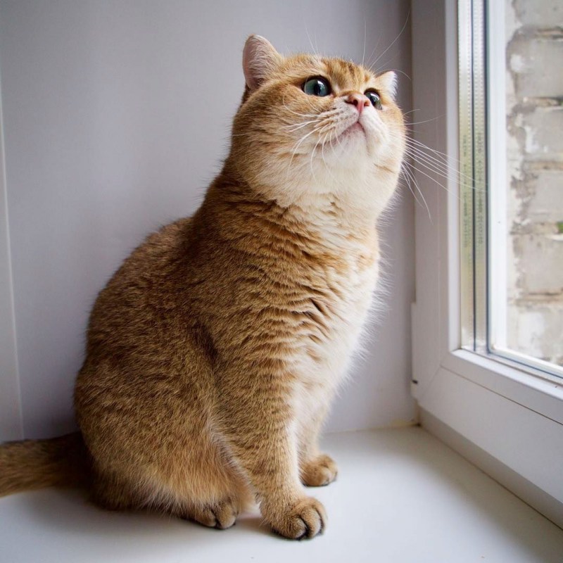 Скоттиш страйт Хосико