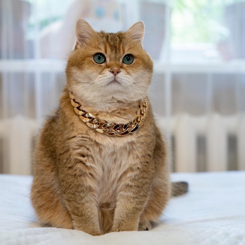 Скоттиш страйт Хосико