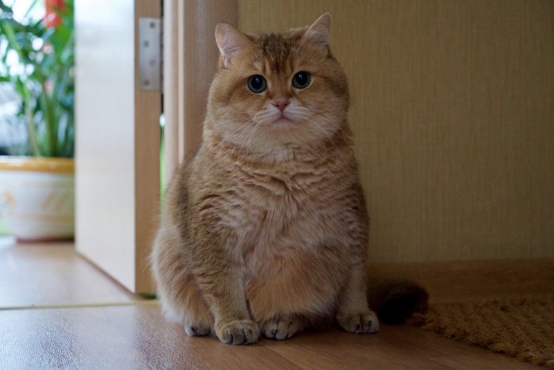 Скоттиш страйт Хосико