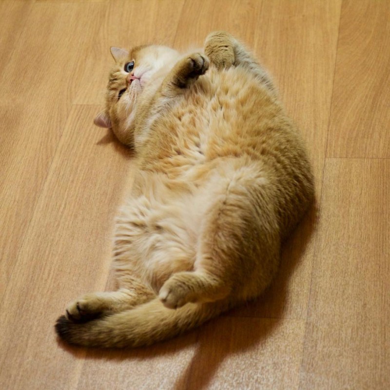 Круглый кот