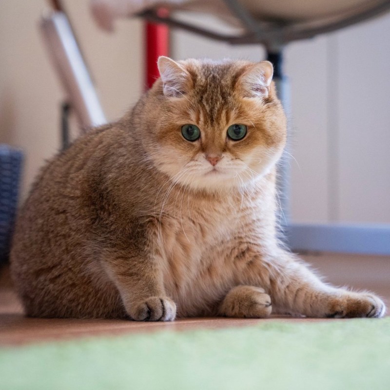 Шотландская Хосико