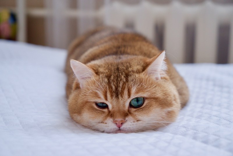 Щекастая кошка