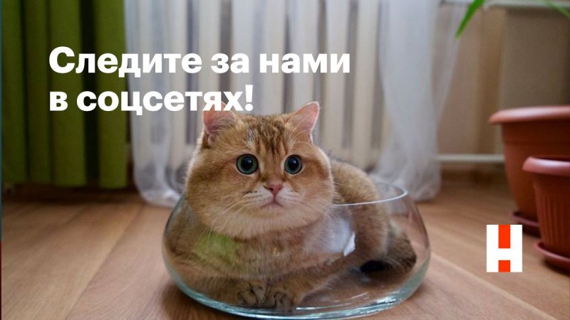 Родители кота Хосико