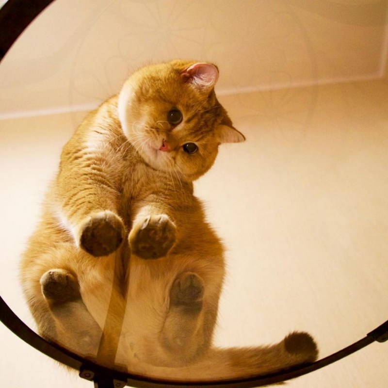Круглая кошка