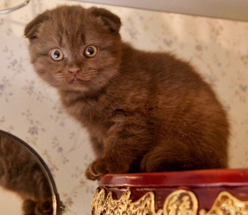 Шотландская вислоухая кошка шоколадная