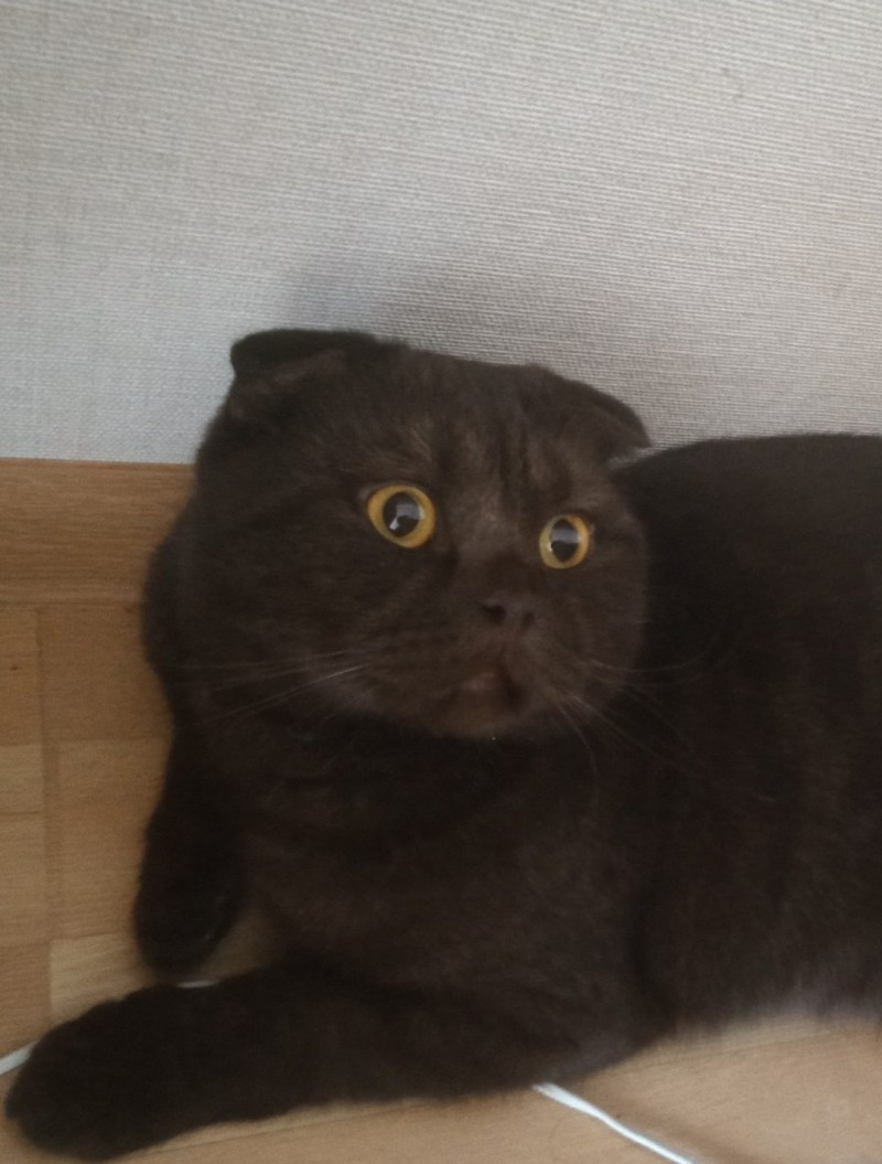 Шоколадный вислоухий кот