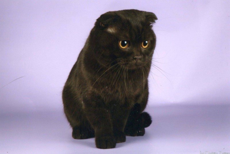 Скоттиш фолд шоколадный