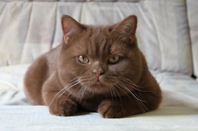 Шотландцы коты шоколадные