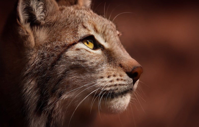 Lynx face
