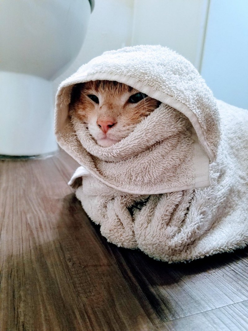 Полотенце с кошками