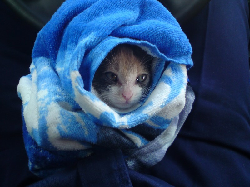 Укутанный котенок