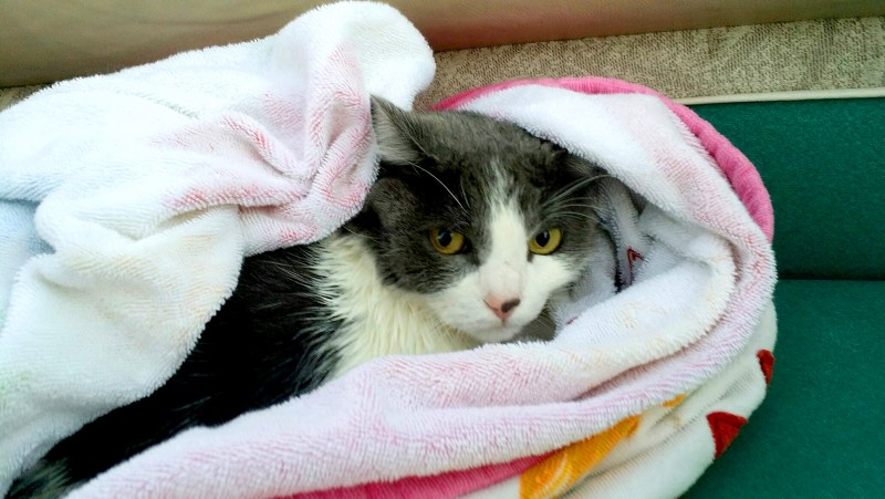 Полотенце коты