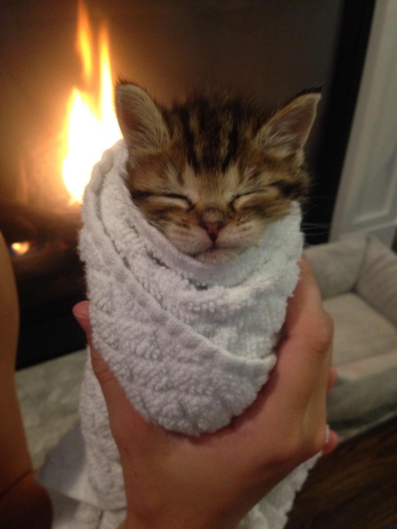 Котенок в полотенце