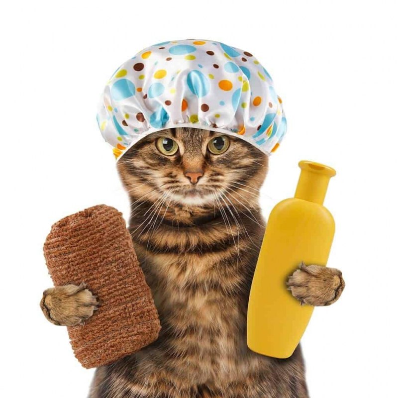 Кошка в шапочке для душа