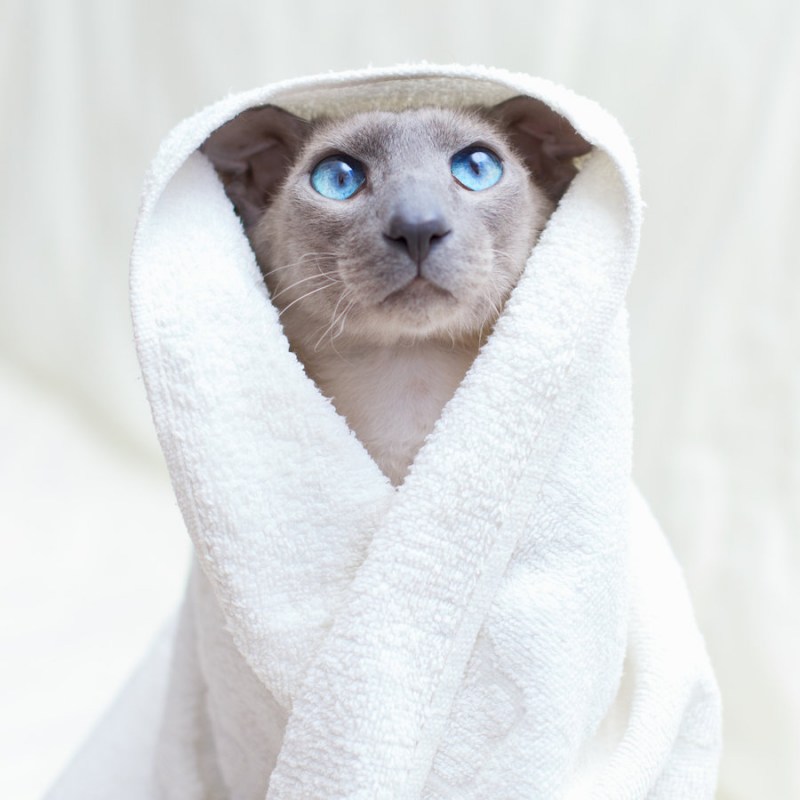 Кот в полотенце