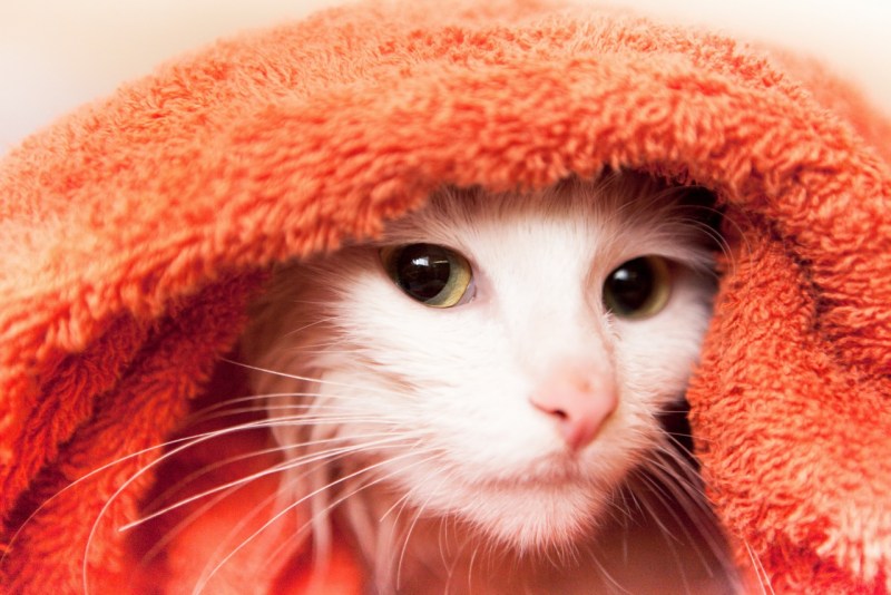 Котенок в полотенце