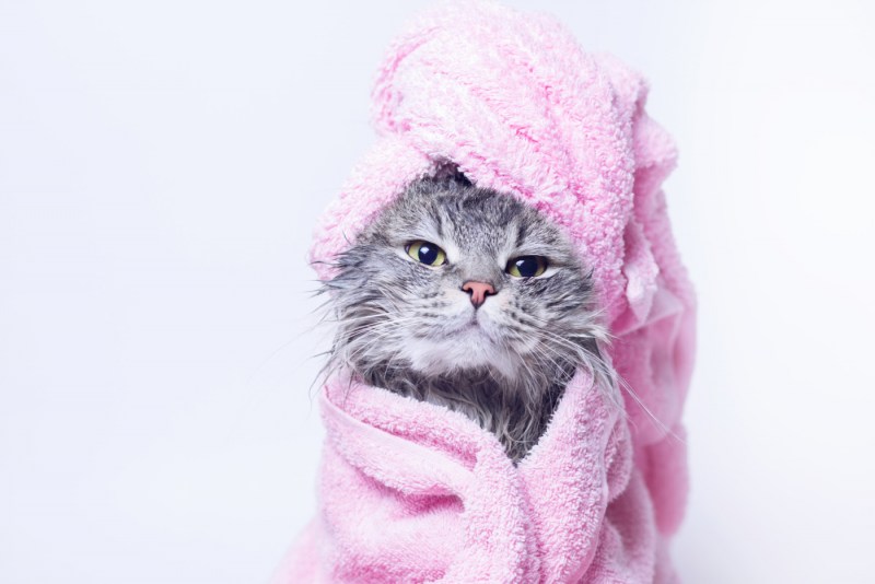Кошка с полотенцем на голове