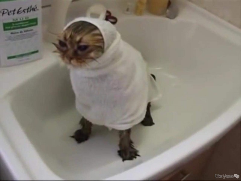Котейка после душа