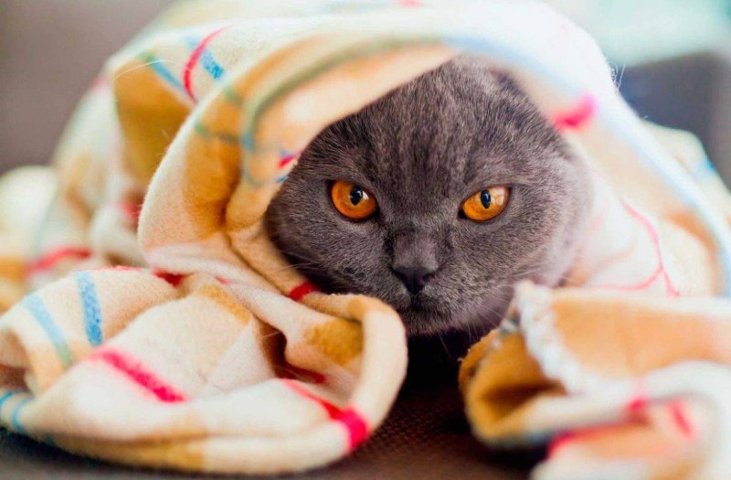 Котик под пледом
