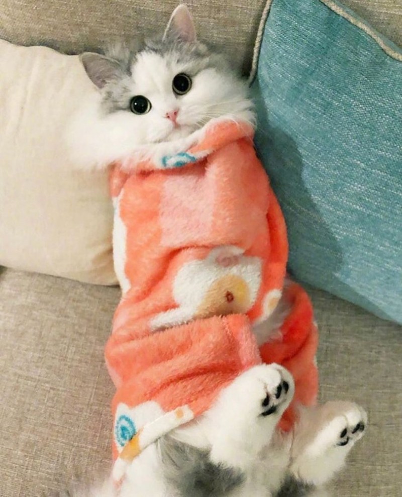 Кот в одеяле