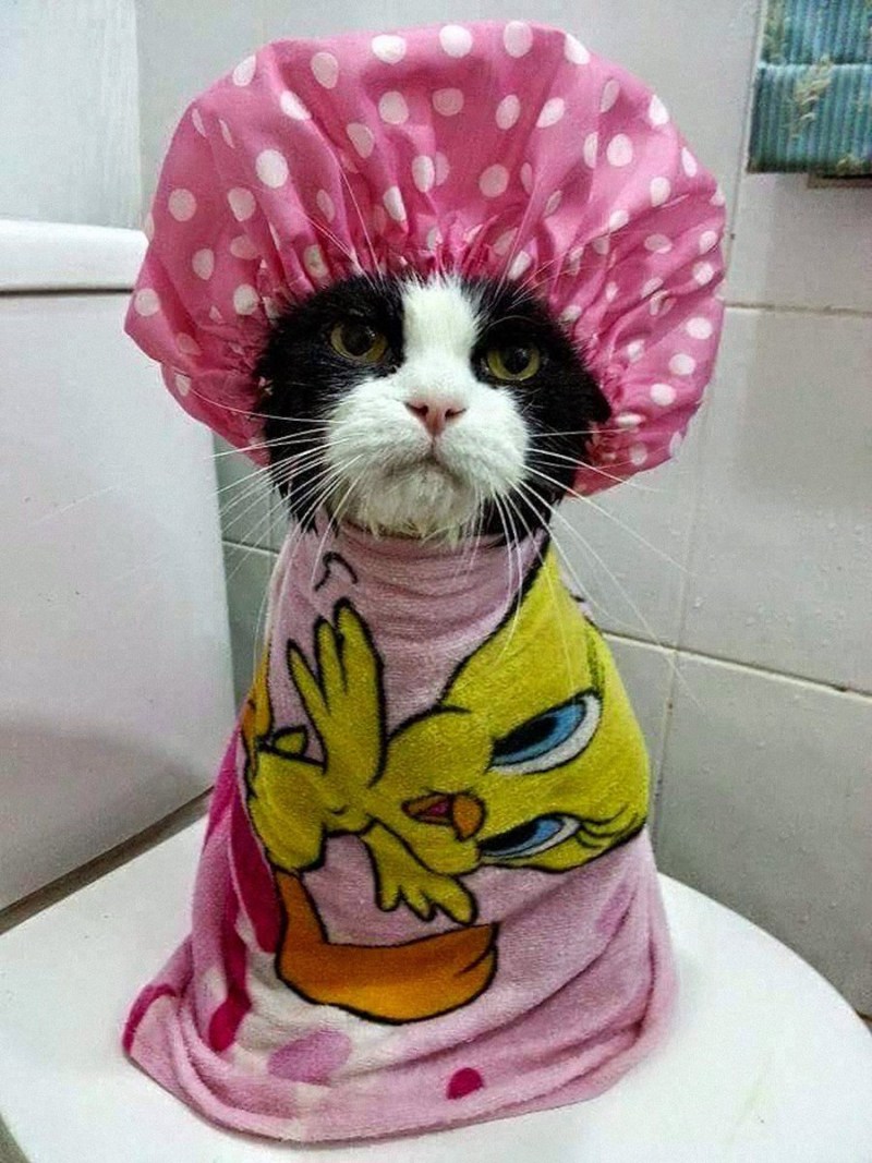 Котик в шапочке для душа