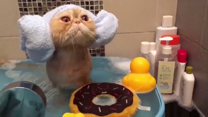 Котик в шапочке для душа
