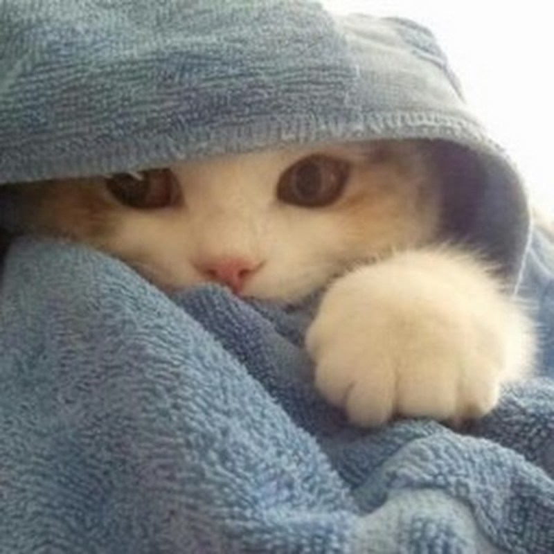 Укутанный котенок