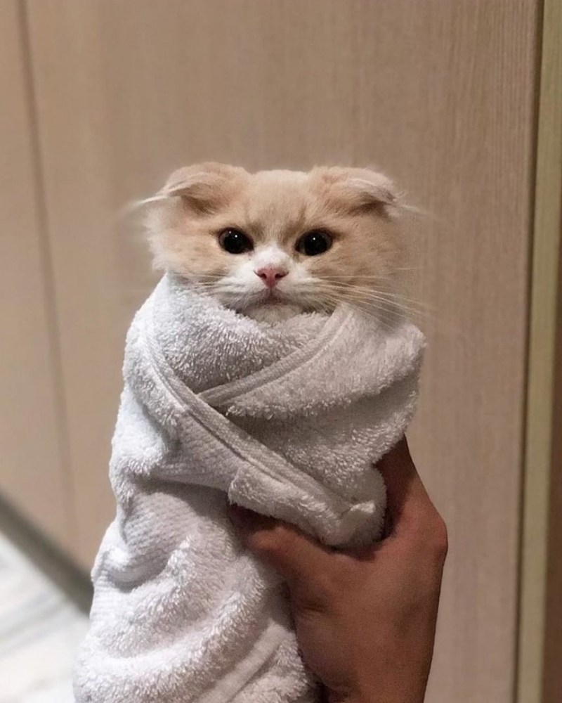 Кот завернутый в одеяло