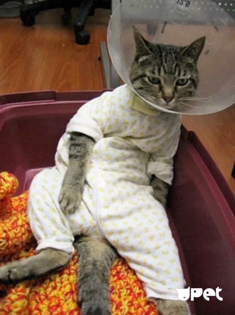 Пижама кошка