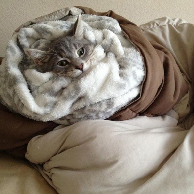 Котик укутанный в одеяло
