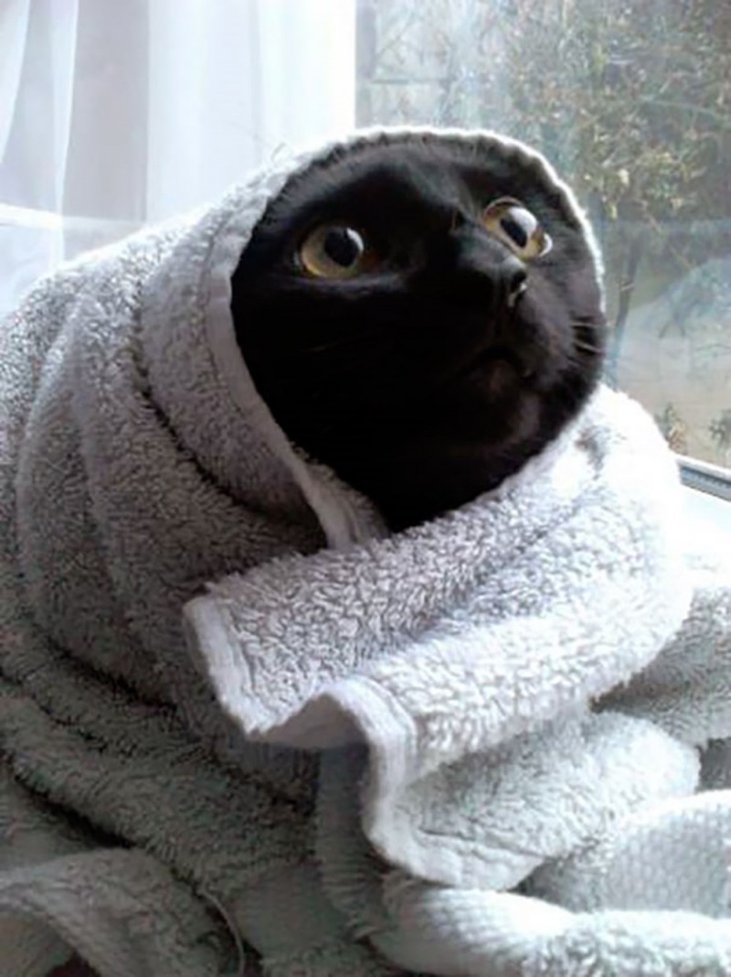 Кот в полотенце